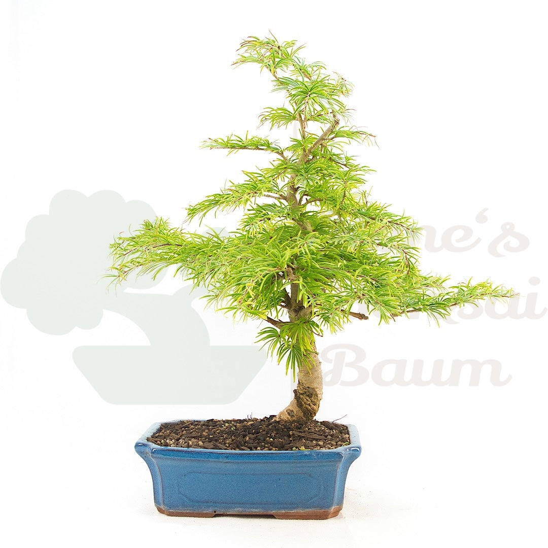 Goldlärche 'Pseudolarix amabilis'